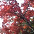 高尾山の写真_166513