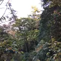 高尾山の写真_166525