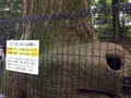 たこ杉の写真_166533
