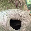 たこ杉の写真_166534