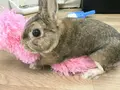 うさぎカフェ うさびび【池袋】の写真_166835