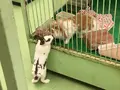 ＺＯＯ四谷の写真_166993