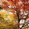 永源寺の写真_167234