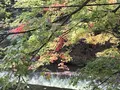 袋田の滝の写真_167238
