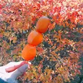 伊香保温泉の石段街の写真_167792