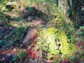 鍋ヶ滝の写真_167983