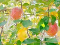 共楽園・林檎の樹の写真_168012