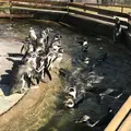 那須どうぶつ王国の写真_168027