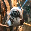 那須どうぶつ王国の写真_168030