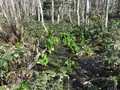 知床五湖の写真_168119