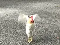 熱田神宮の写真_168216