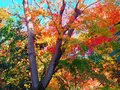 山あいの宿 山みず木の写真_168376