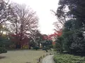 殿ヶ谷戸庭園の写真_168430
