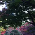 殿ヶ谷戸庭園の写真_168431