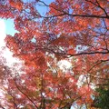 殿ヶ谷戸庭園の写真_168433