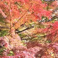殿ヶ谷戸庭園の写真_168434