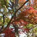 殿ヶ谷戸庭園の写真_168435