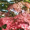 殿ヶ谷戸庭園の写真_168436