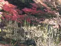 殿ヶ谷戸庭園の写真_168437