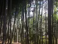 殿ヶ谷戸庭園の写真_168439