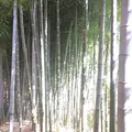 殿ヶ谷戸庭園の写真_168440