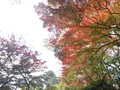 殿ヶ谷戸庭園の写真_168441