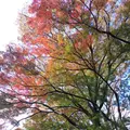 殿ヶ谷戸庭園の写真_168442