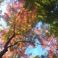 殿ヶ谷戸庭園の写真_168443