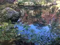 殿ヶ谷戸庭園の写真_168445