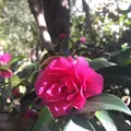 殿ヶ谷戸庭園の写真_168446