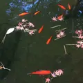 殿ヶ谷戸庭園の写真_168453