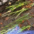 お鷹の道・真姿の池湧水群の写真_168487