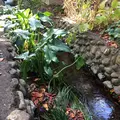 お鷹の道・真姿の池湧水群の写真_168489
