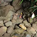 おたかの道湧水園の写真_168502