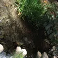 おたかの道湧水園の写真_168503
