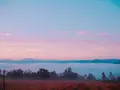 前原の一本桜の写真_168890