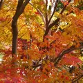 光明寺の写真_169050