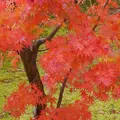 光明寺の写真_169051