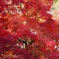 光明寺の写真_169055