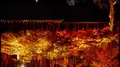 東福寺の写真_169094