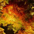 東福寺の写真_169097