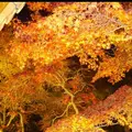東福寺の写真_169098