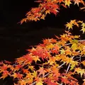 東福寺の写真_169101