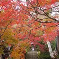 二尊院の写真_169117