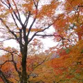 宝厳院の写真_169166