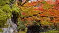 宝厳院の写真_169167