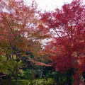 宝厳院の写真_169169