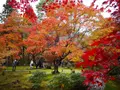 宝厳院の写真_169173