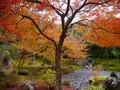 宝厳院の写真_169175