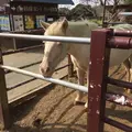 マザー牧場の写真_169280